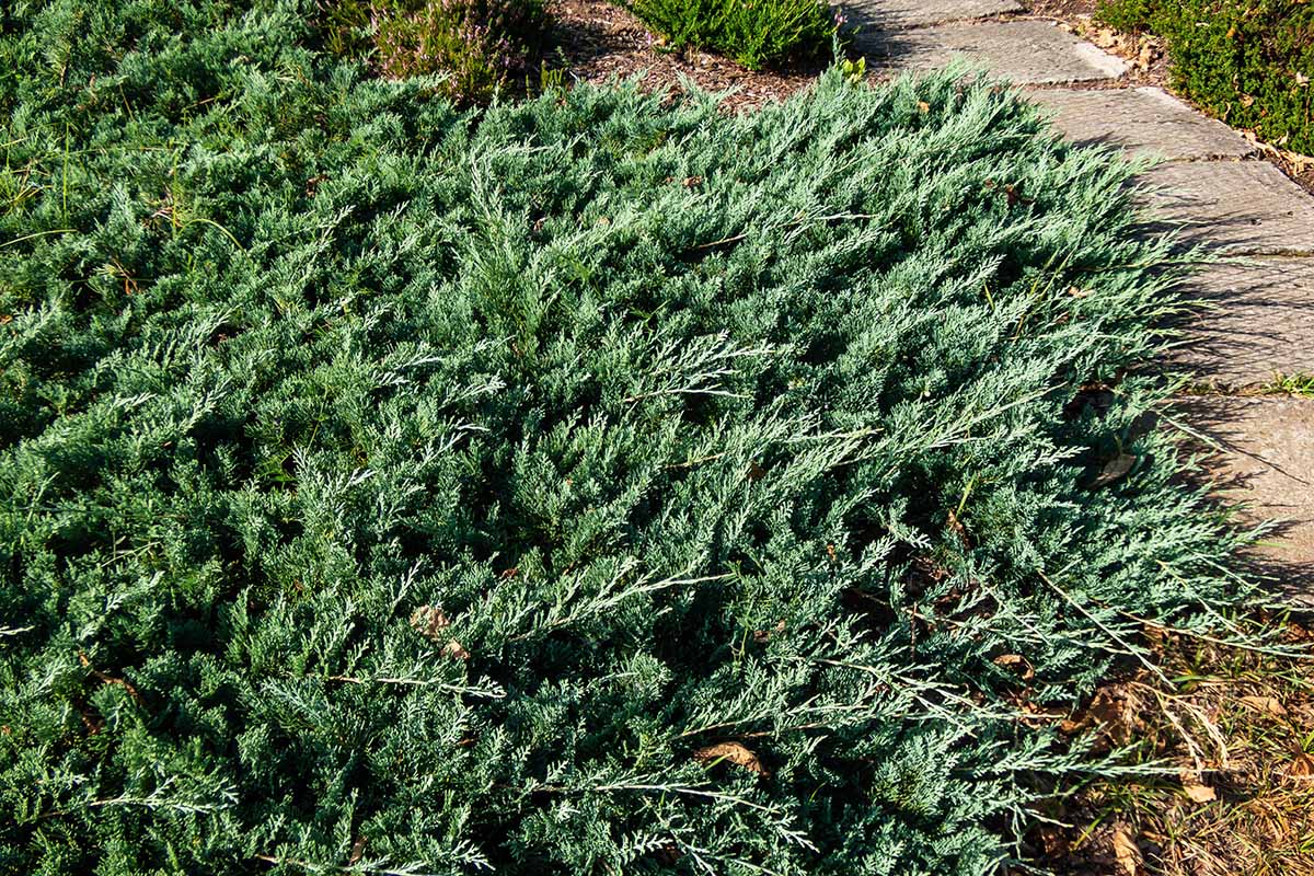 A close up horizontal image of creeping juniper growing in a border by a concrete pathway.