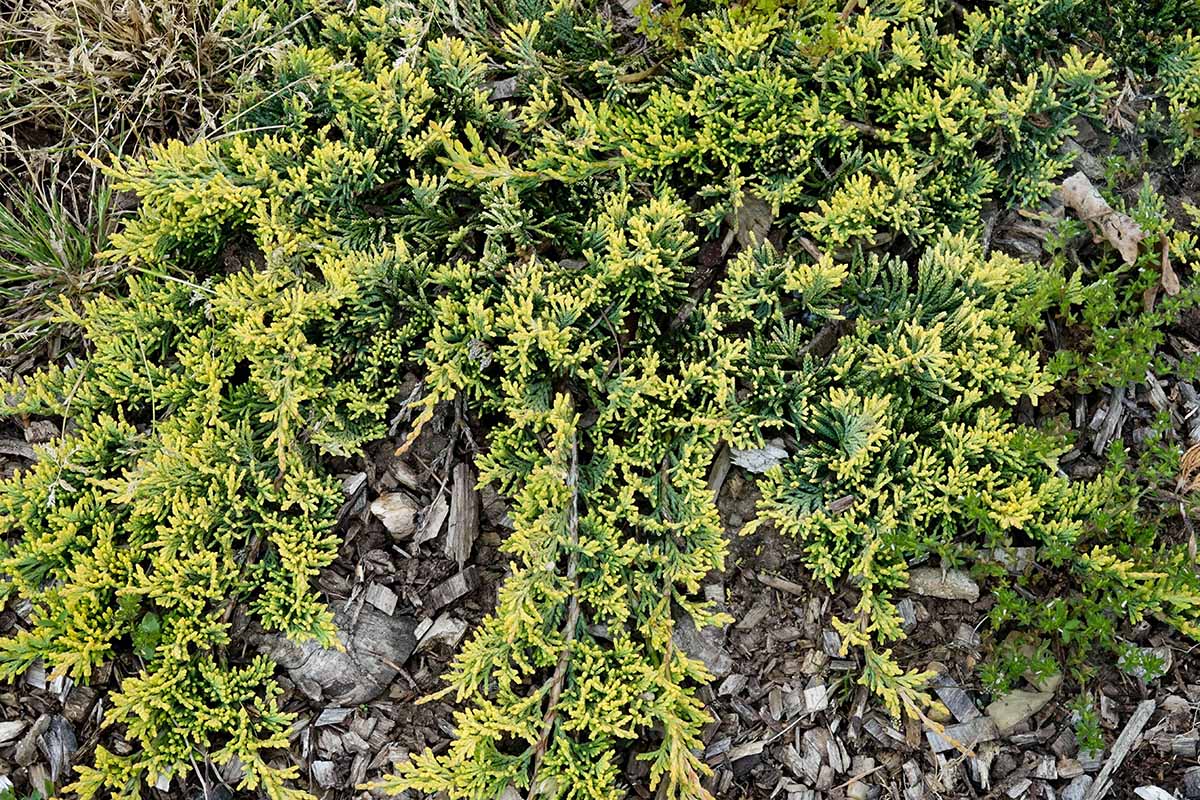 A close up horizontal image of Juniperus horizontalis 'Mother Lode' growing in a garden border.