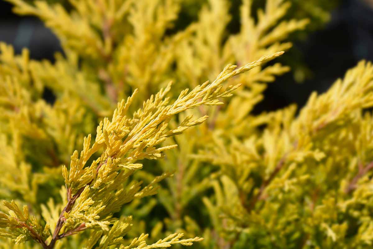 A close up horizontal image of the yellow foliage of 'Lime Glow' juniper growing in the garden.