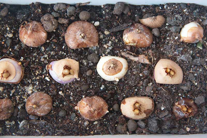 A close up horizontal image of bulbs set in a planter in soil.