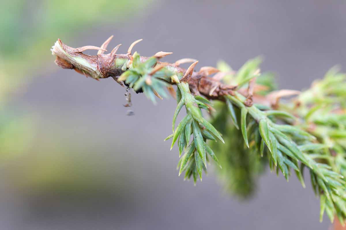 A close up horizontal image of a creeping juniper cutting showing the cut end isolated on a soft focus background.