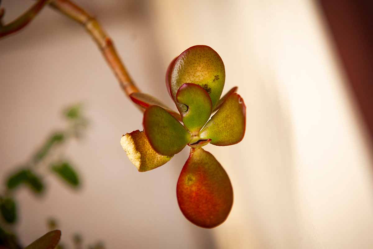 A close up horizontal image of a leggy jade plant stem with damaged foliage pictured on a soft focus background.