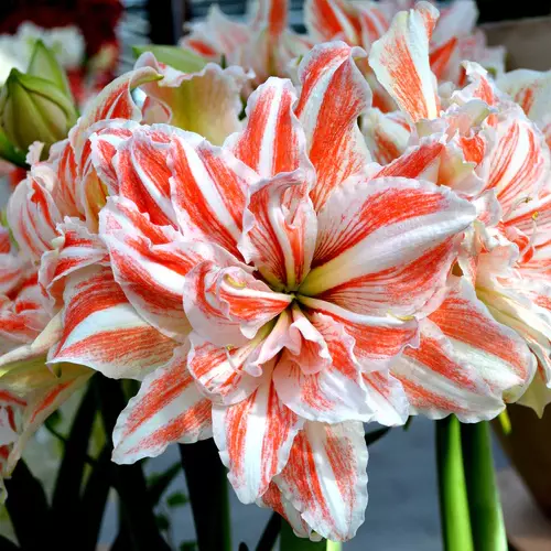 A close up square image of the orange and white flowers of Hippeastrum 'Dancing Queen' growing indoors.