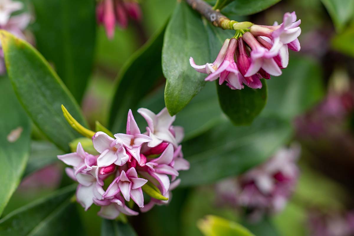 A close up horizontal image of the flowers and foliage of winter daphne growing in the garden pictured on a soft focus background.
