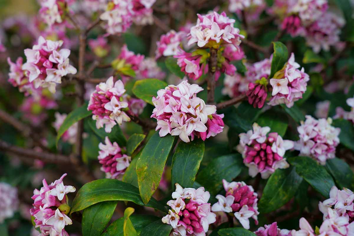 A close up horizontal image of winter daphne growing in the garden in full bloom.