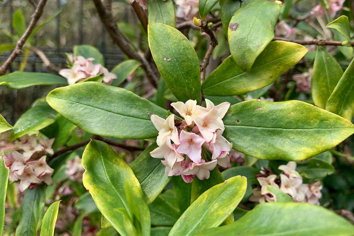 A close up horizontal image of a Daphne odora plant with yellowing foliage growing in the garden.