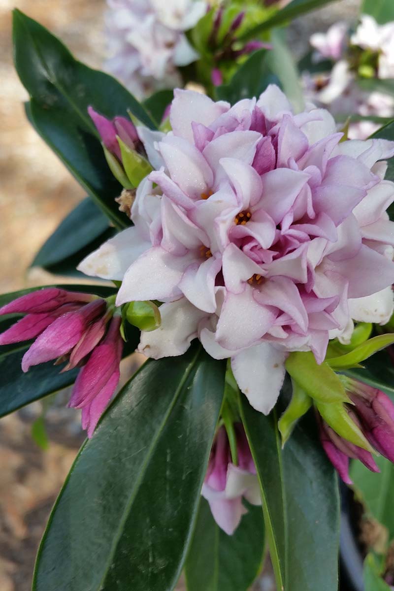 A close up vertical image of a Daphne 'Perfume Princess' flower growing in the garden pictured on a soft focus background.