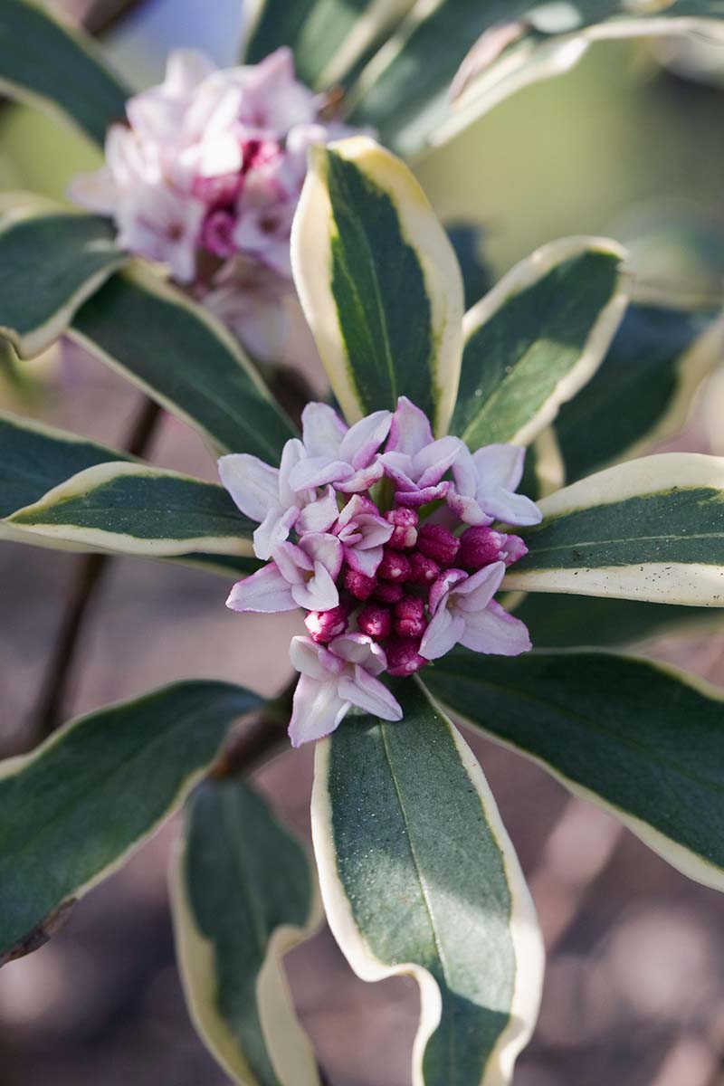 A vertical image of Daphne odora 'Rebecca' growing in the garden featuring light pink flowers and variegated foliage.