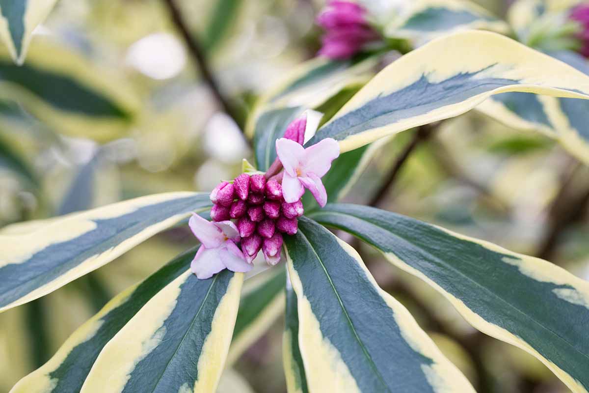 A close up horizontal image of the variegated foliage and light pink flowers pictured on a soft focus background.