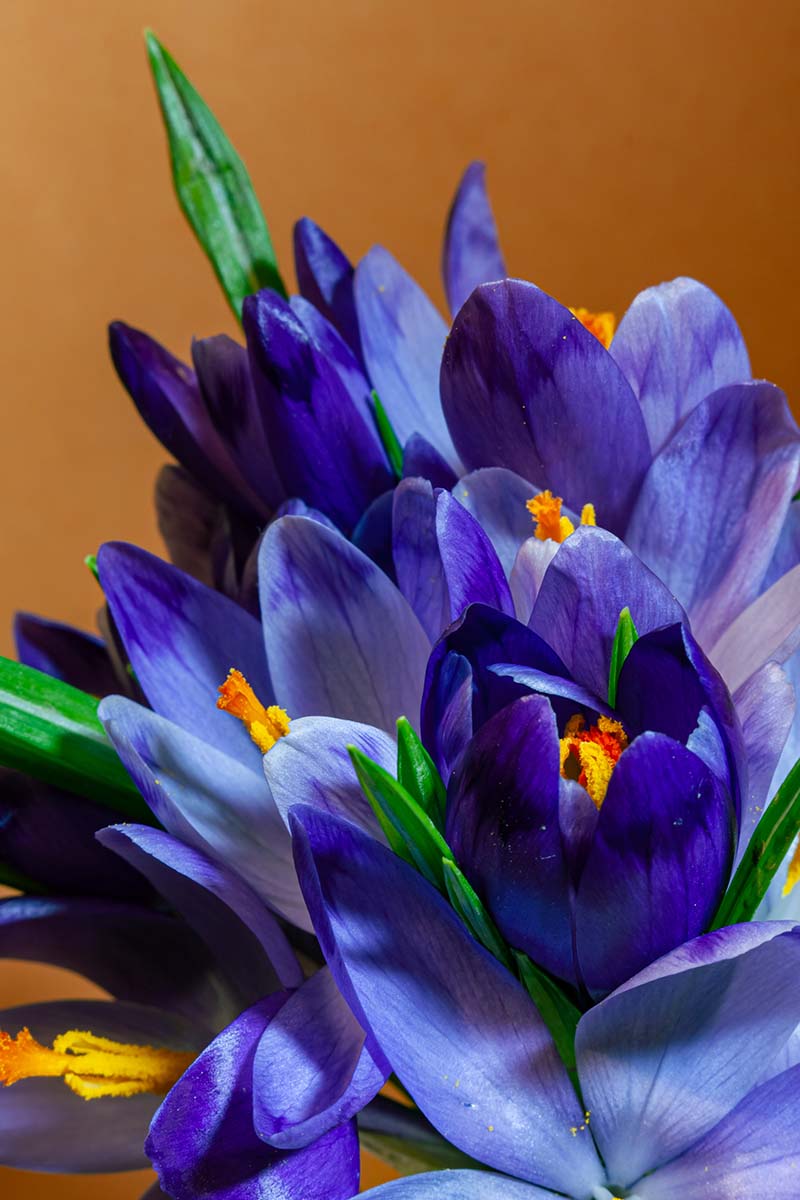 A close up vertical image of bright blue crocus flowers pictured on a soft focus orange background.