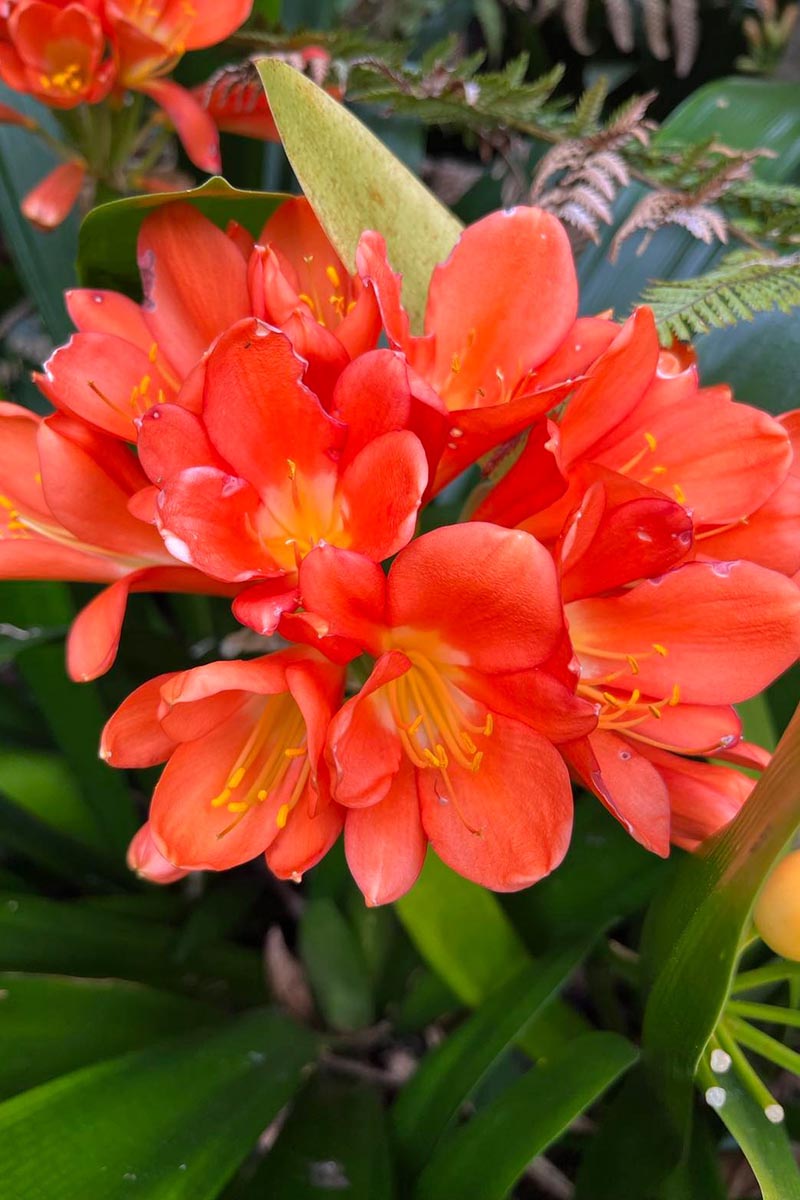 A close up vertical image of a deep orange-red clivia flower growing in the garden among ferns and other plantings.