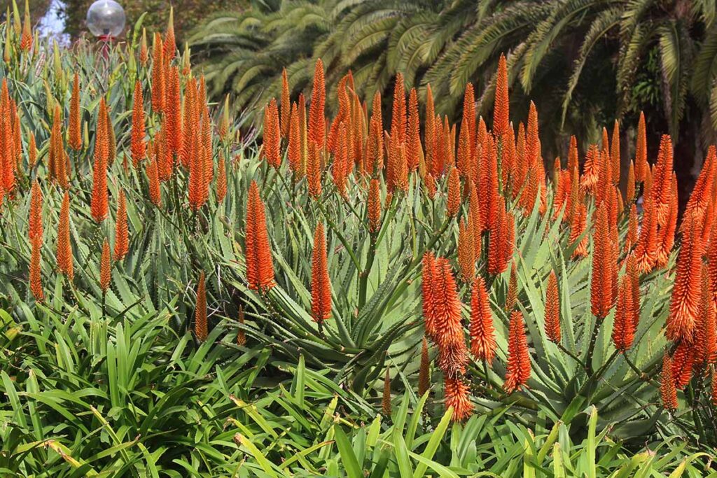 What Are The Different Types Of Aloe Gardeners Path 1191