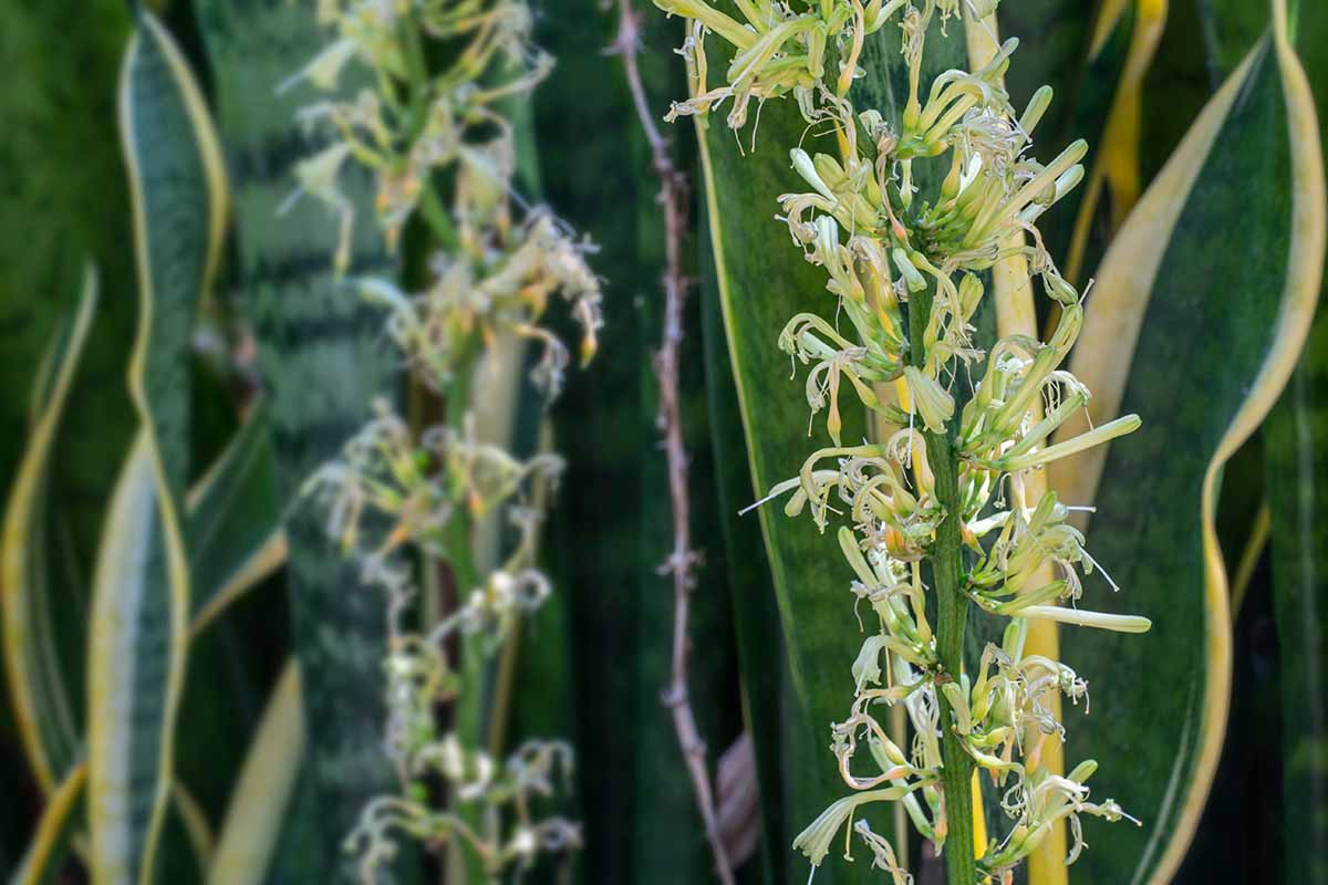 A close up horizontal image of variegated snake plants in bloom pictured on a soft focus background.