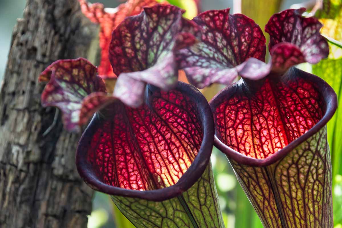 A close up horizontal image of deep red pitchers of Sarracenia purpurea pictured on a soft focus background.