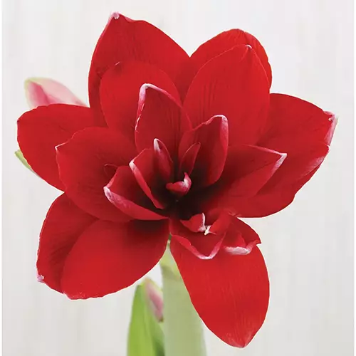 A close up of a bright red 'Double Dragon' flower pictured on a soft focus background.