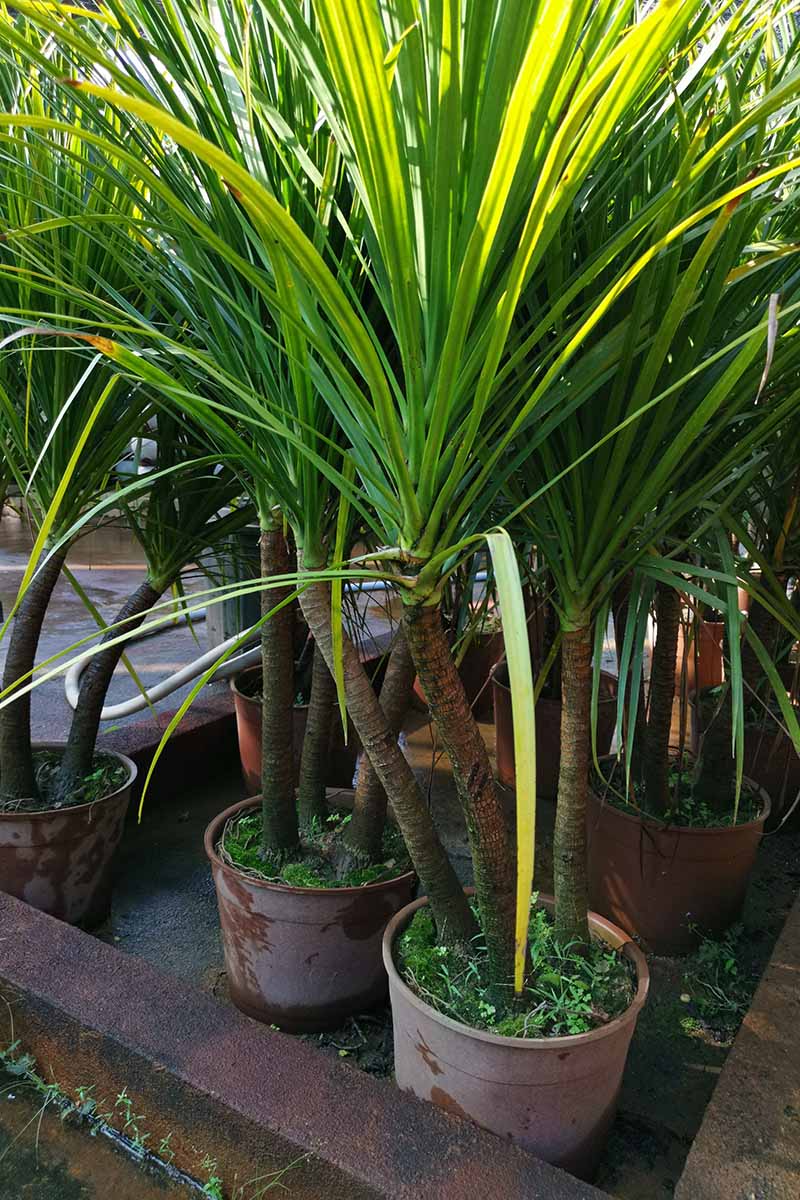 A vertical image of dragon trees growing in pots at a plant nursery.