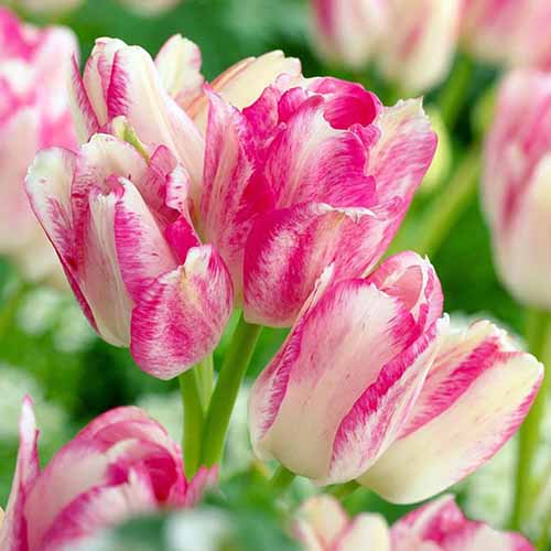 A close up square image of the white and pink flowers of 'Dream Club' tulips.