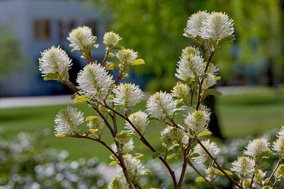 A close up horizontal image of the flowers of dwarf fothergilla growing in the spring garden pictured on a soft focus background.