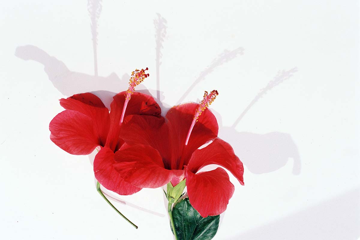 A close up horizontal image of hibiscus flowers on a white surface.