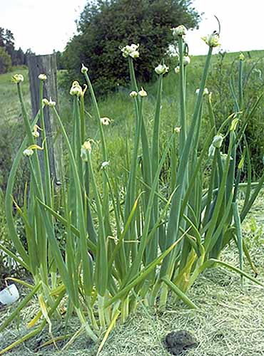 A close up of Egyptian walking onions growing by the side of a field.