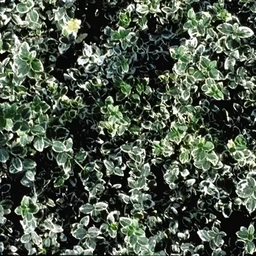 A close up square image of 'Emerald Gaity' euonymus with dark green and white leaves.