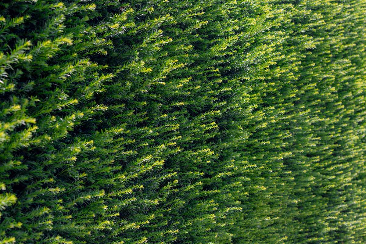 A close up horizontal image of the foliage of English yew (Taxus baccata) growing as a hedge.