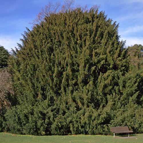 A square image of a large English yew tree growing in a park.