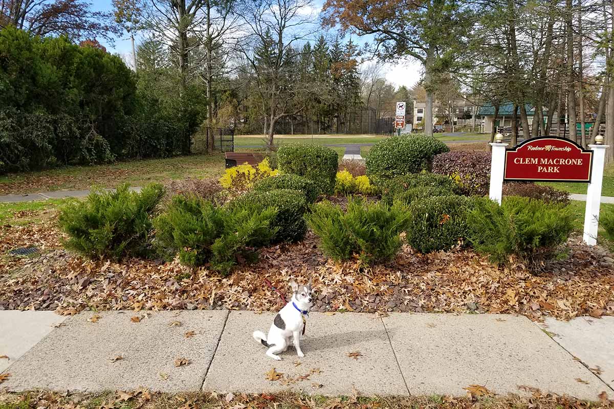 A small dog sits on the sidewalk in front of a garden plot planted with several small evergreen shrubs, with a dry leaf cover and more plants and trees growing beyond the lawn in the background.