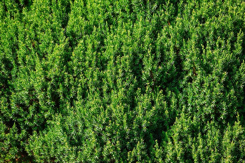 A close up horizontal image of an evergreen yew hedge growing in light sunshine.