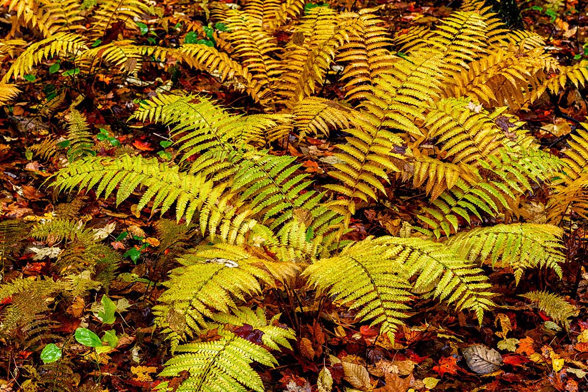 A horizontal image of a cinnamon fern (Osmundastrum cinnamomeum) in autumn surrounded by fallen leaves.