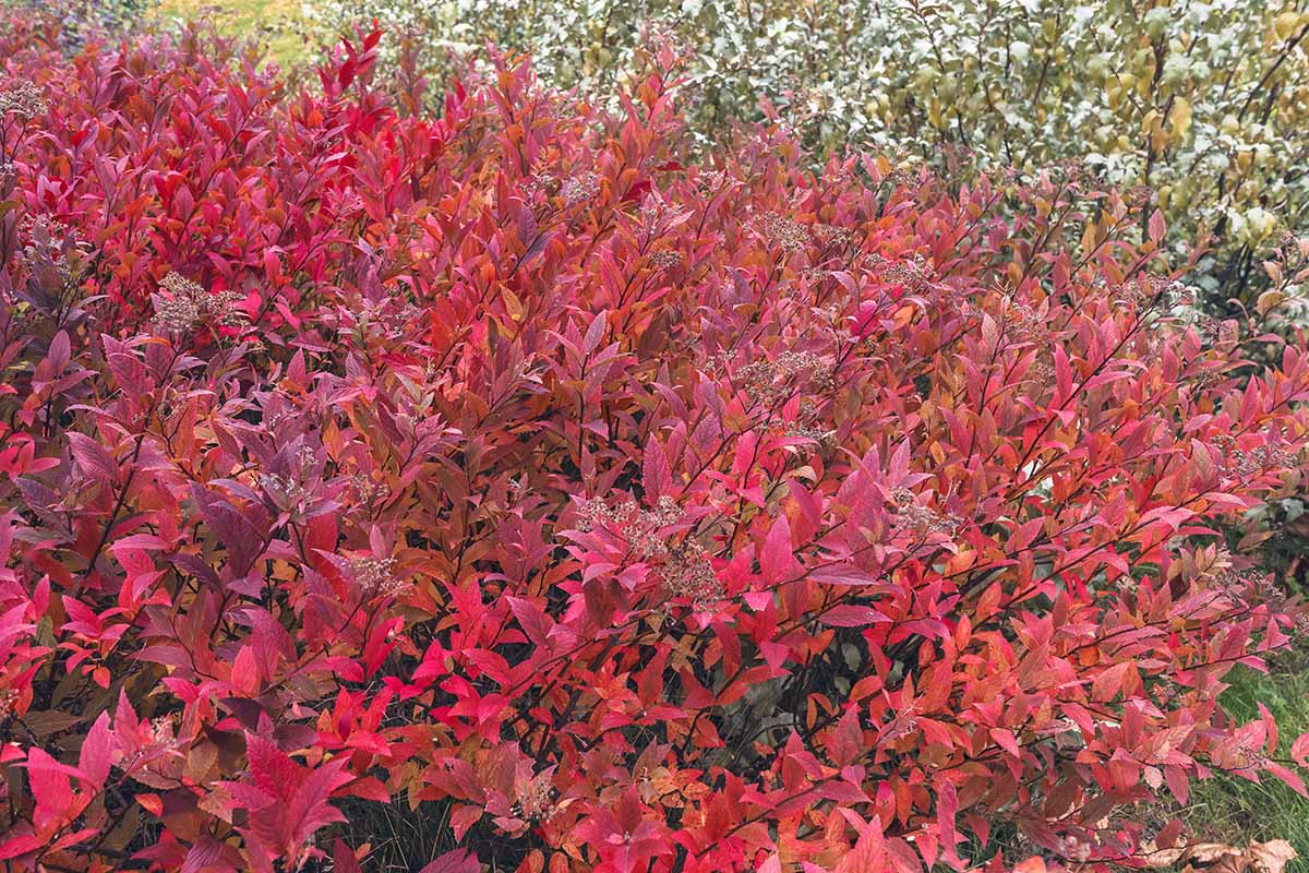 A close up horizontal image of the bright red fall foliage of Spiraea japonica growing in the garden.