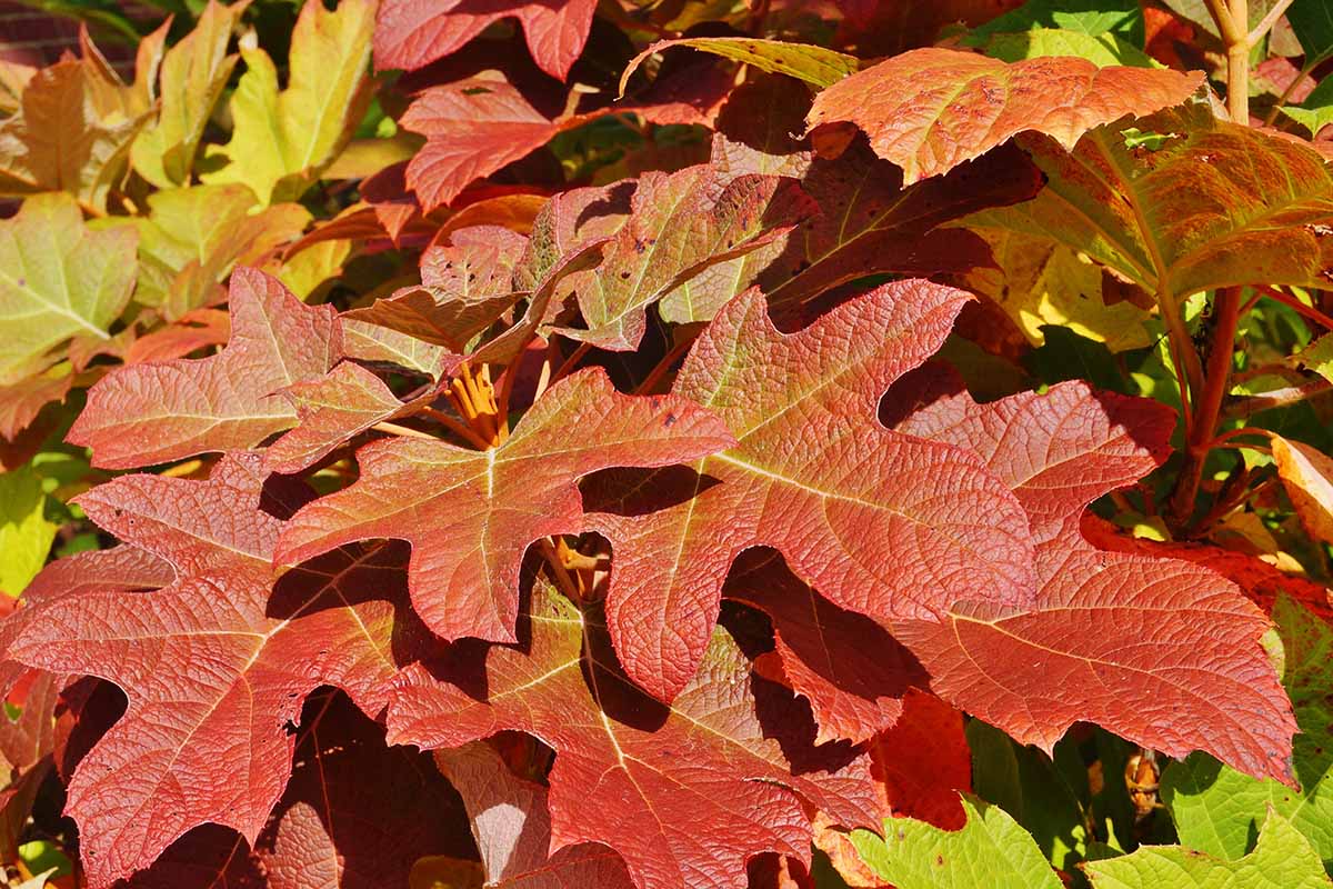A close up horizontal image of the fall foliage of an oakleaf hydrangea plant pictured in light sunshine.