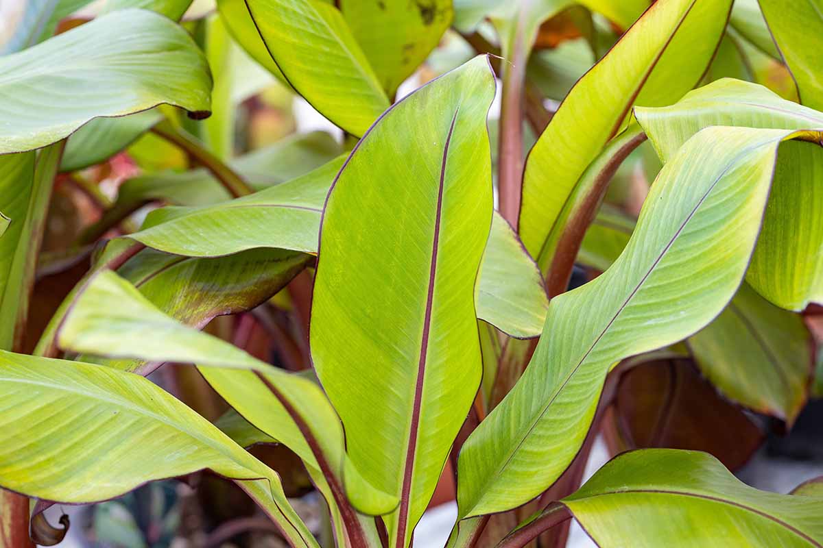 A close up horizontal image of the foliage of false banana plants at a garden nursery.