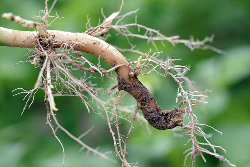 A close up horizontal image of a root unearthed from the soil showing symptoms of root rot, pictured on a soft focus background.