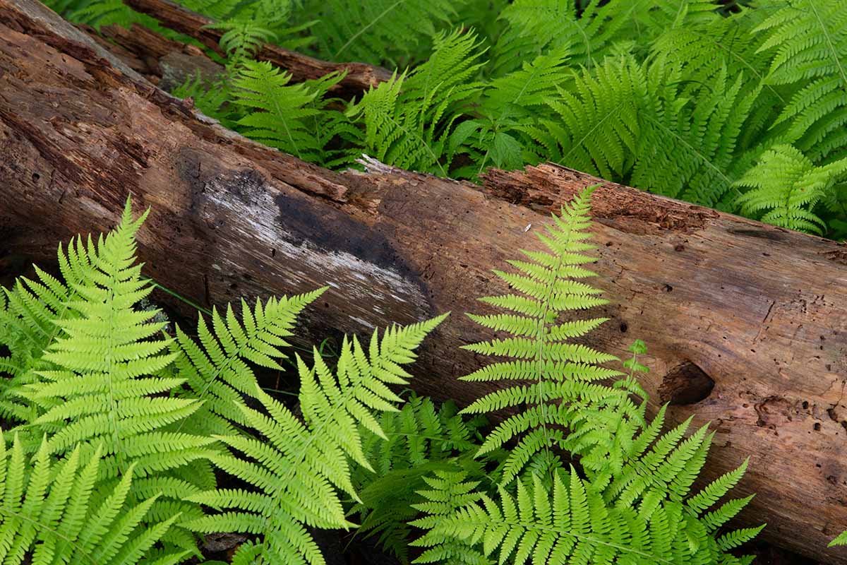 A close up horizontal image of an old rotting log surrounded by the bright green foliage of cinnamon ferns (Osmundastrum cinnamomeum).