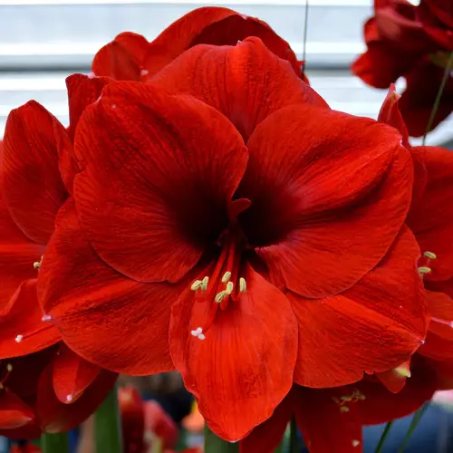 A close up square image of a deep red Hippeastrum 'Ferrari' flower pictured on a soft focus background.