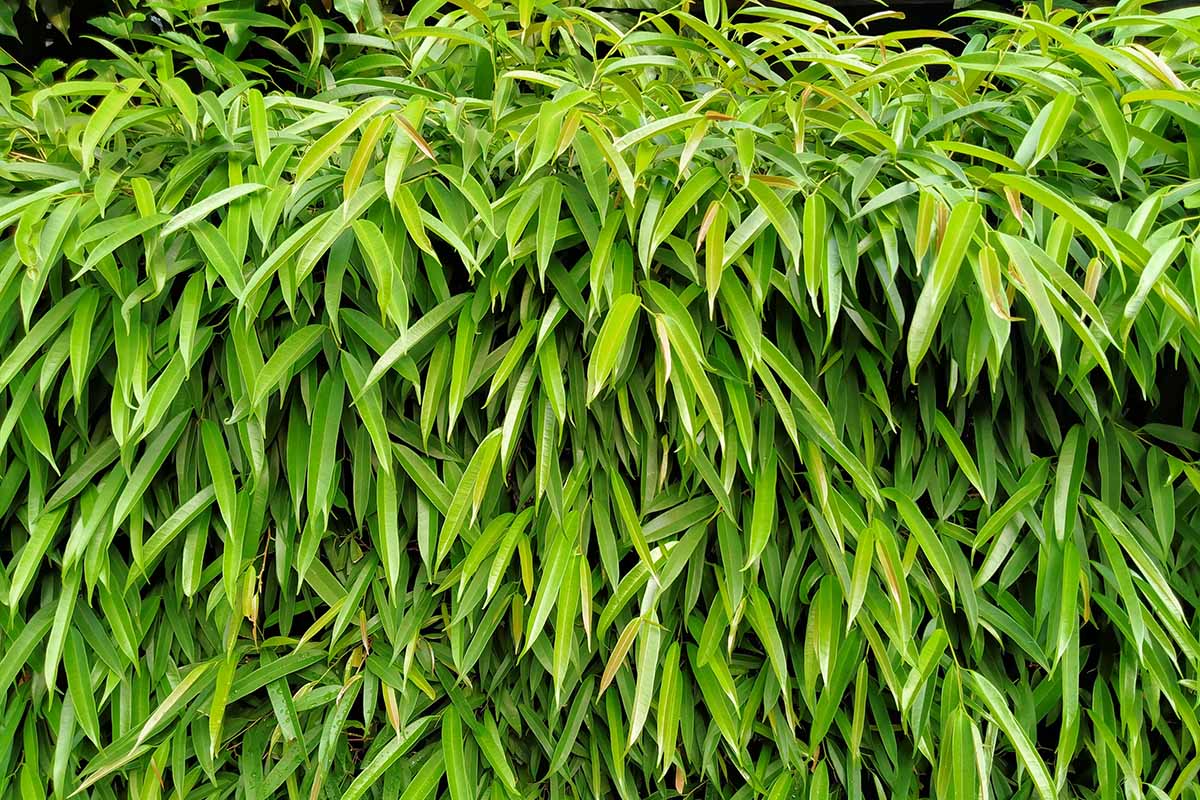 A close up horizontal image of the foliage of Ficus alii growing outdoors.
