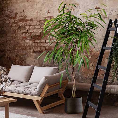 Una imagen cuadrada de una planta de interior Ficus alii que crece en un contenedor junto a un sofá con una pared de ladrillos en el fondo.