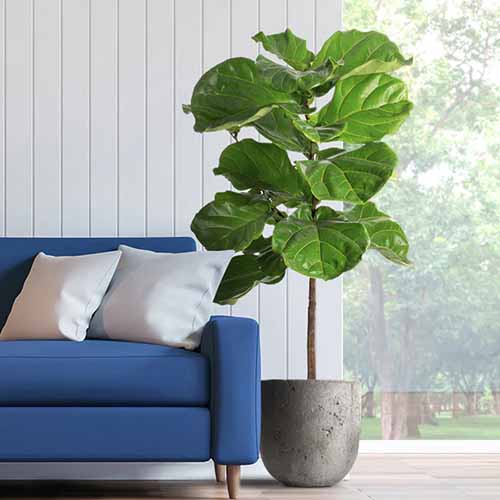 A square image of a large fiddle-leaf fig plant growing in a rustic container next to a blue couch by a window.