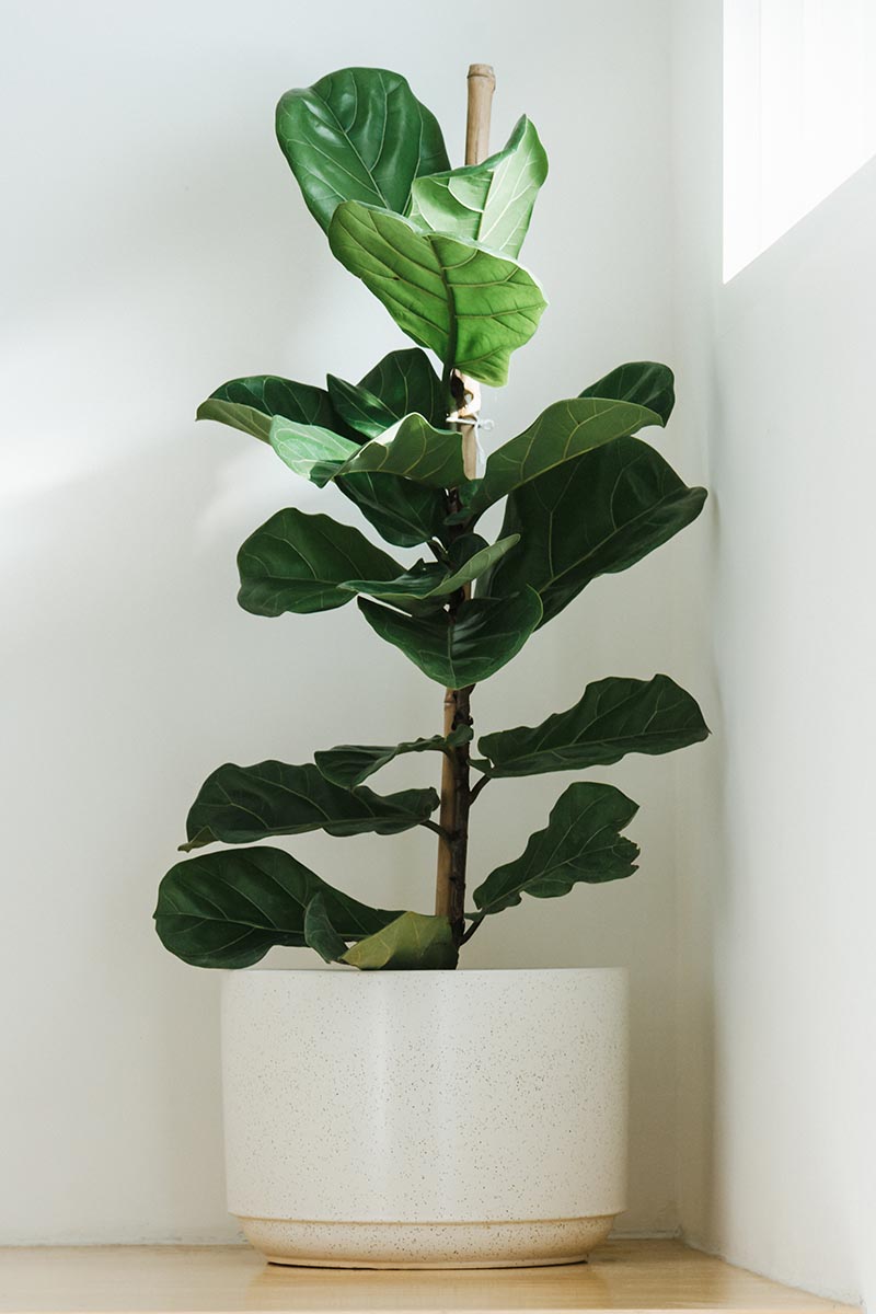 A vertical image of a large fiddle-leaf fig tree growing in the corner of a room.