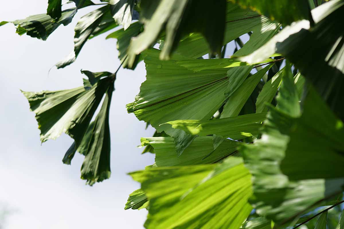 A close up horizontal image of the foliage of a fishtail palm.
