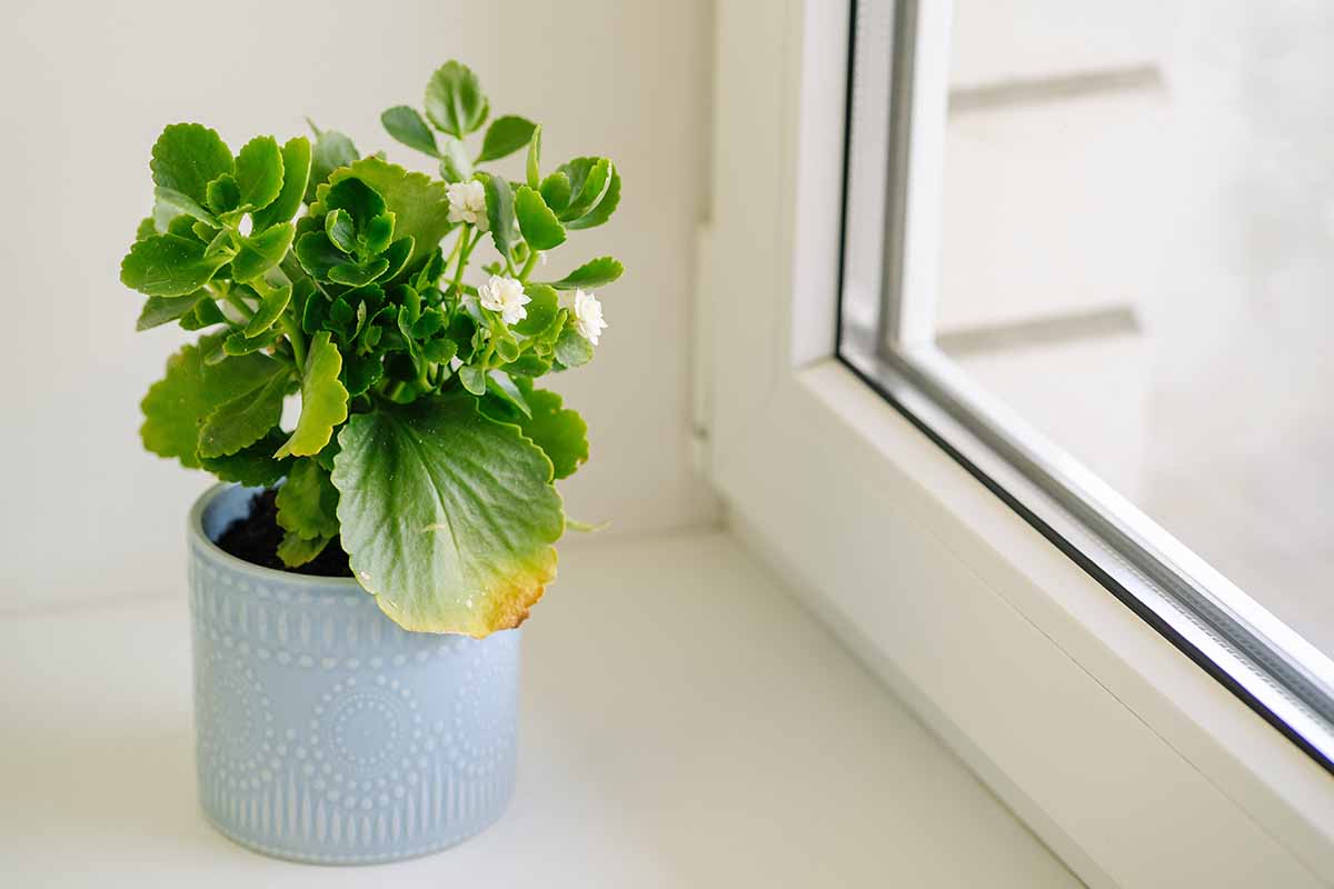 A close up horizontal image of a small potted flaming Katy plant with white flowers set on a windowsill.