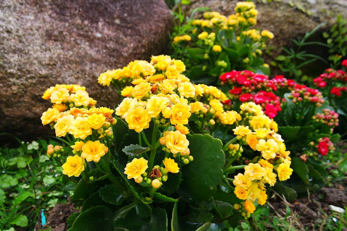 A close up horizontal image of yellow and red flaming Katy (Kalanchoe blossfeldiana) growing outdoors in the garden.
