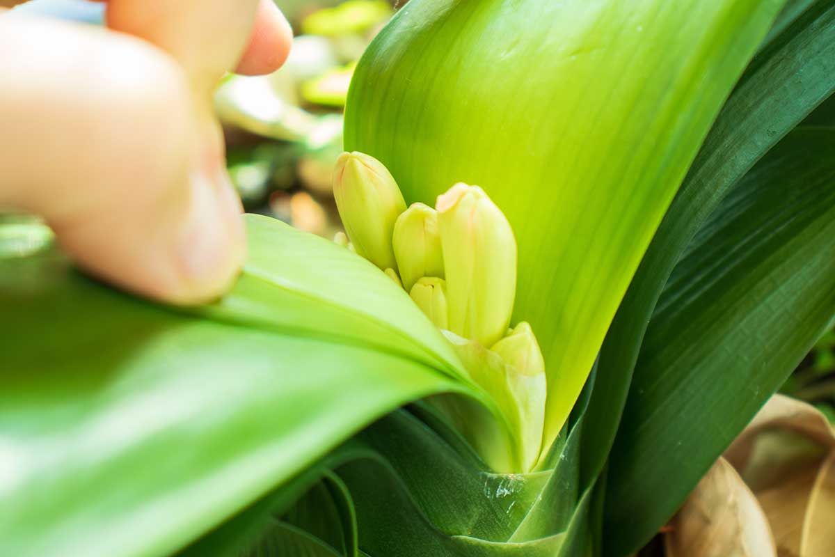 A close up horizontal image of a hand from the left of the frame moving foliage to reveal clivia flower buds.
