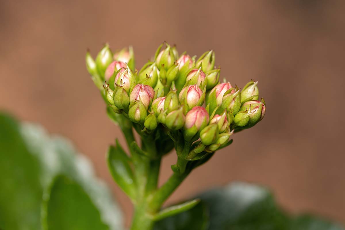 A close up horizontal image of the flower buds of a florist's kalanchoe (K. blossfeldiana) pictured on a soft focus background.