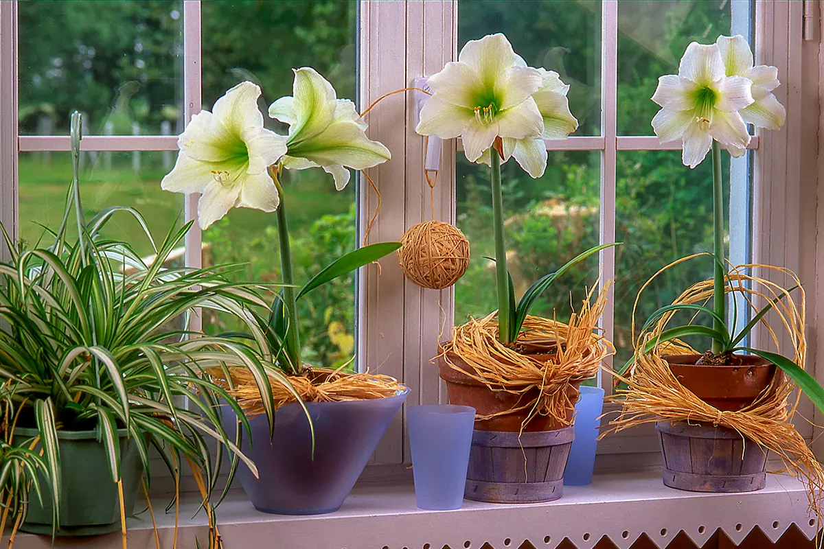 A close up horizontal image of three potted amaryllis flowers set on a windowsill indoors.