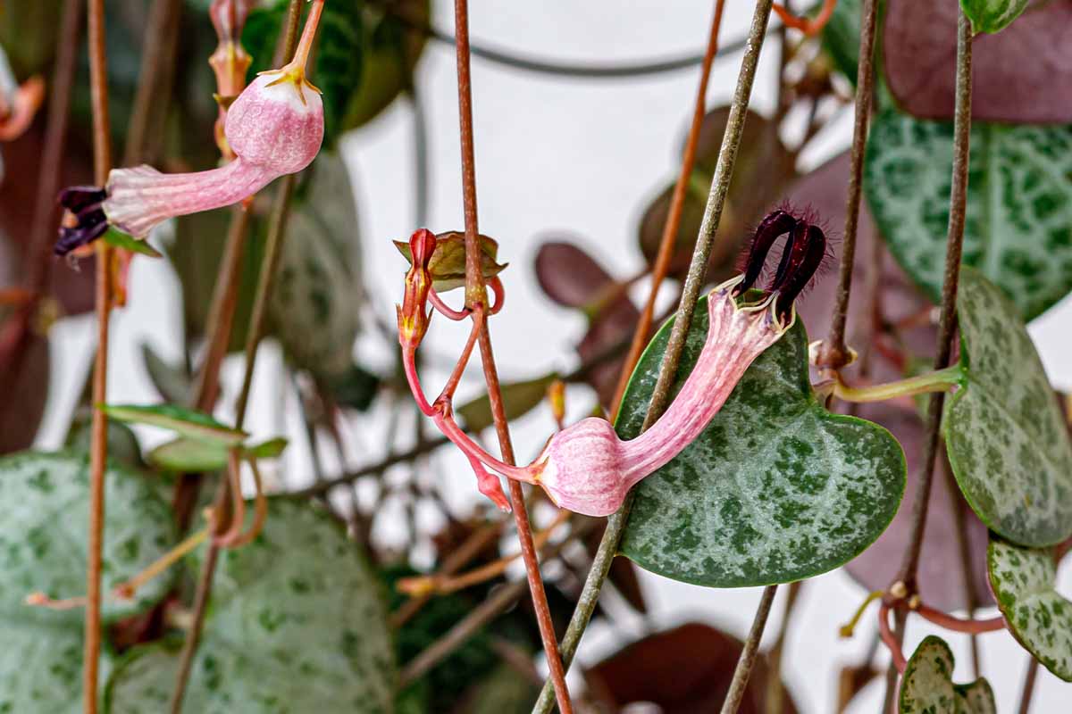A close up horizontal image of the foliage and flowers of a string of hearts plant (Ceropegia woodii) growing indoors.