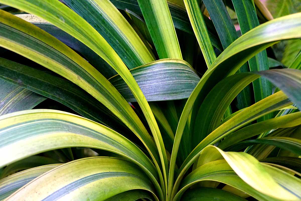A close up horizontal image of a clivia plant with variegated green and yellow foliage.