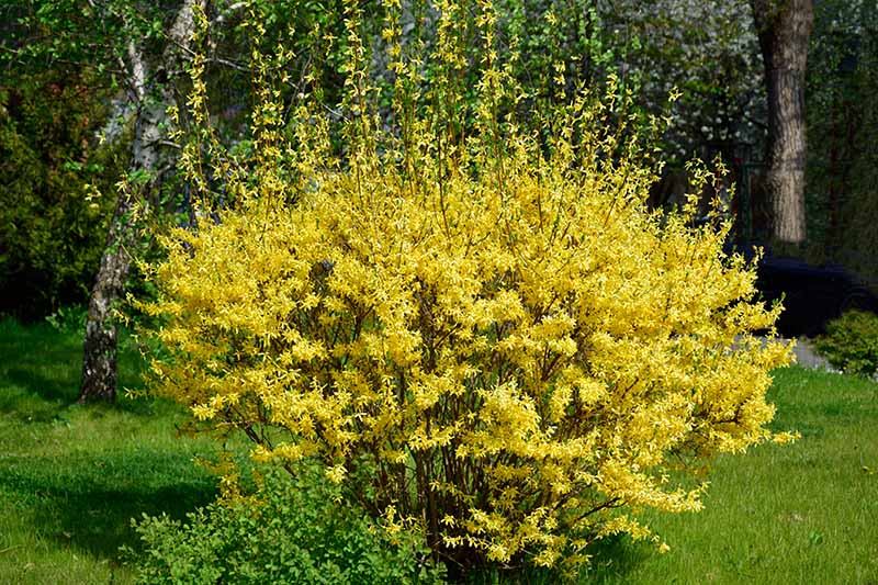 A close up of a Forsythia x intermedia shrub growing in the garden pictured in bright sunshine.