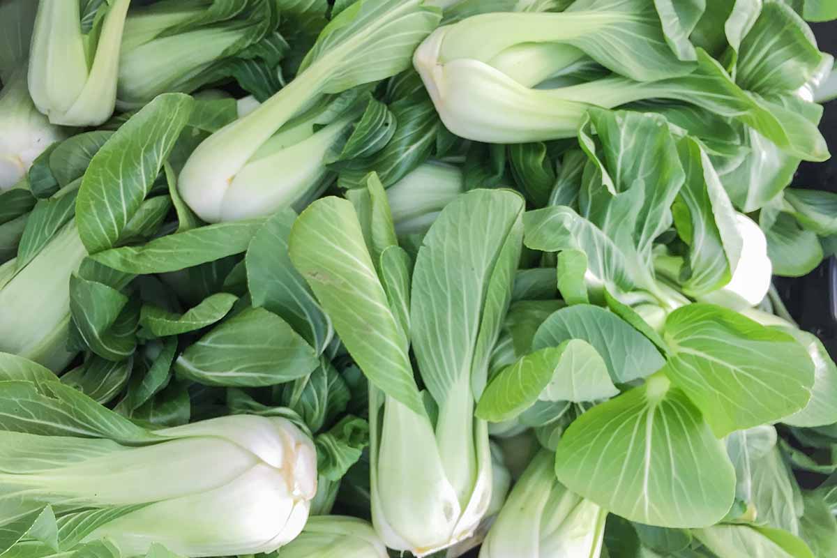 A close up horizontal image of a pile of freshly harvested bok choy.